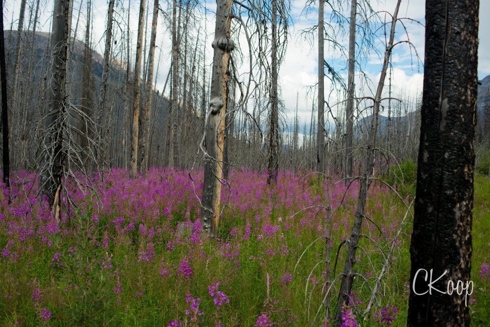 View More: http://ckoop.pass.us/watermarkedlandscapes