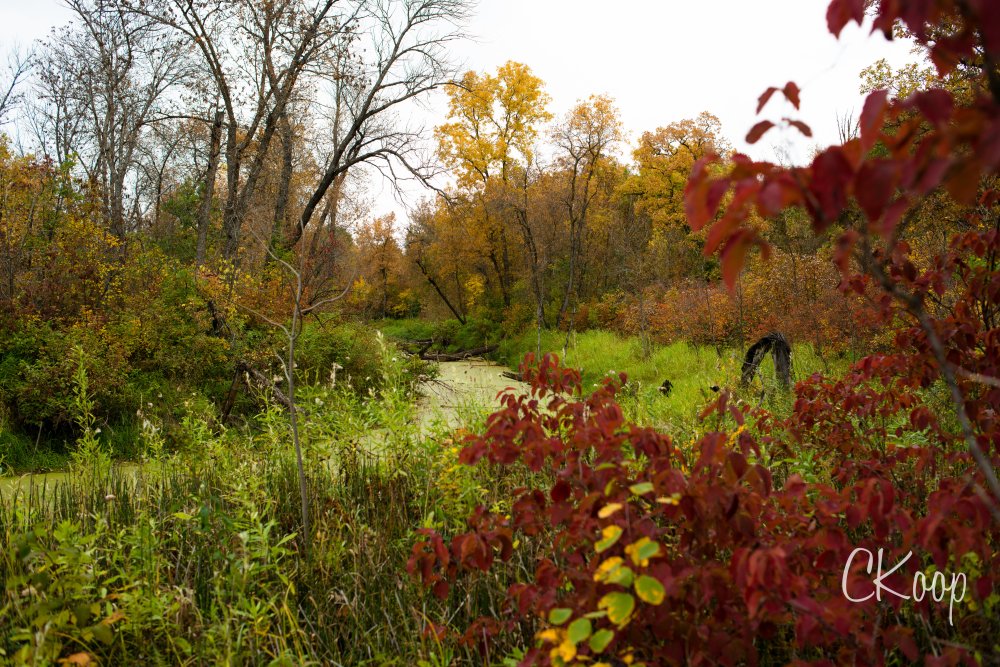 View More: http://ckoop.pass.us/watermarkedlandscapes