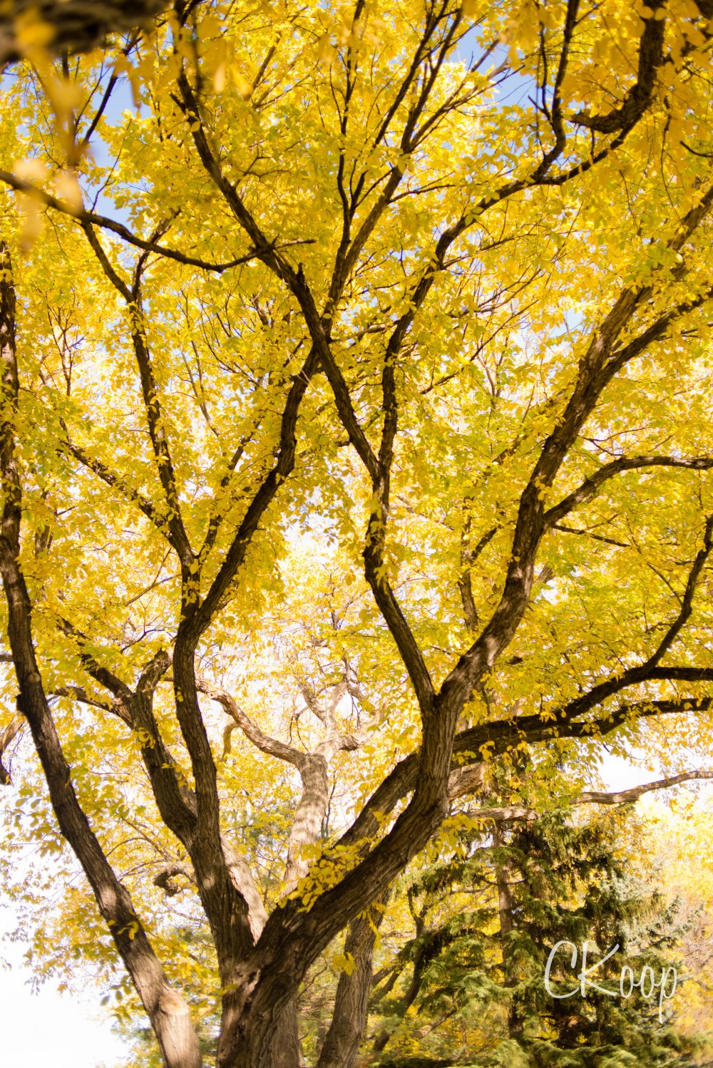 Watermarked Landscapes-Watermarked Edits-0005